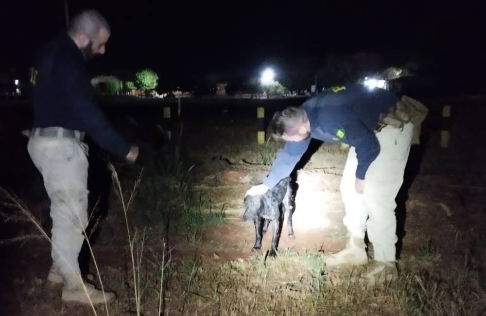 Cachorro é salvo de afogamento por policiais da PRF em represa às margens da BR-364, em Jataí