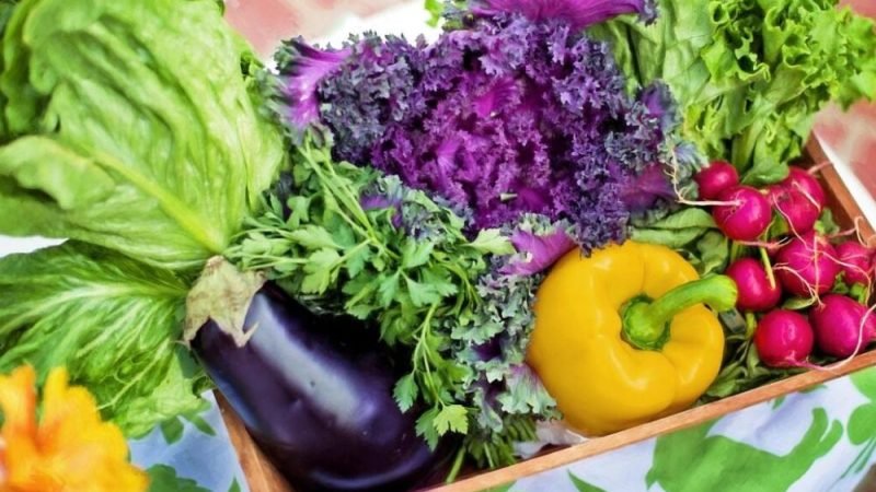 Estudo aponta alimento que reduz em 20% o risco de câncer de intestino; saiba qual
