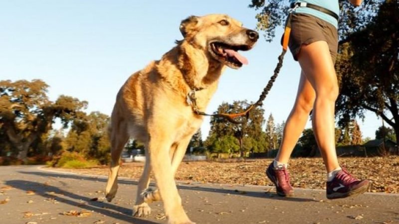 Jataí se prepara para a 1ª Corrida e Cãominhada Pet no dia 10 de outubro