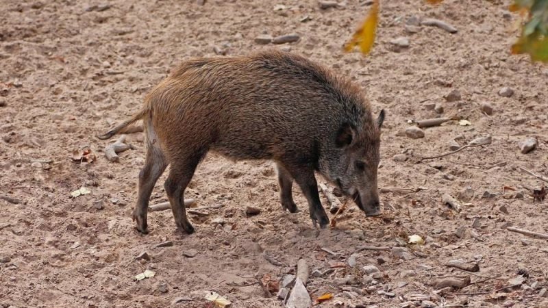 Lei que autoriza caça de javali-europeu em Goiás é aprovada