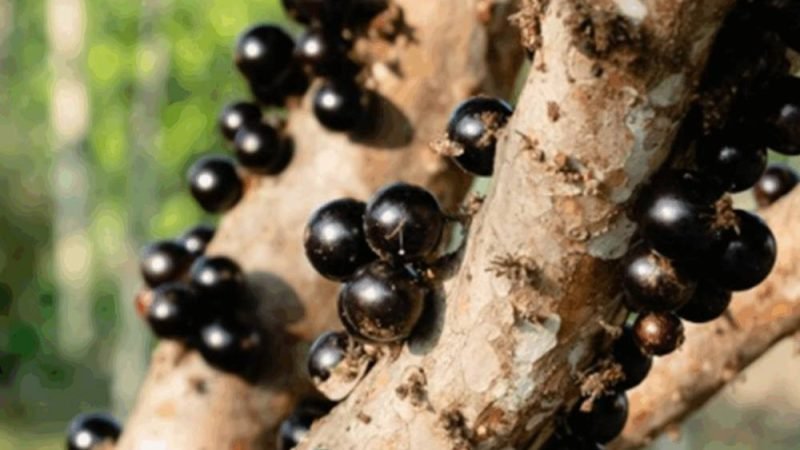 Maior jabuticabal do mundo abre temporada em Goiás com turismo rural e degustação da fruta