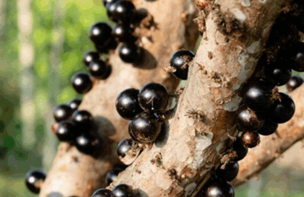 Maior jabuticabal do mundo abre temporada em Goiás com turismo rural e degustação da fruta