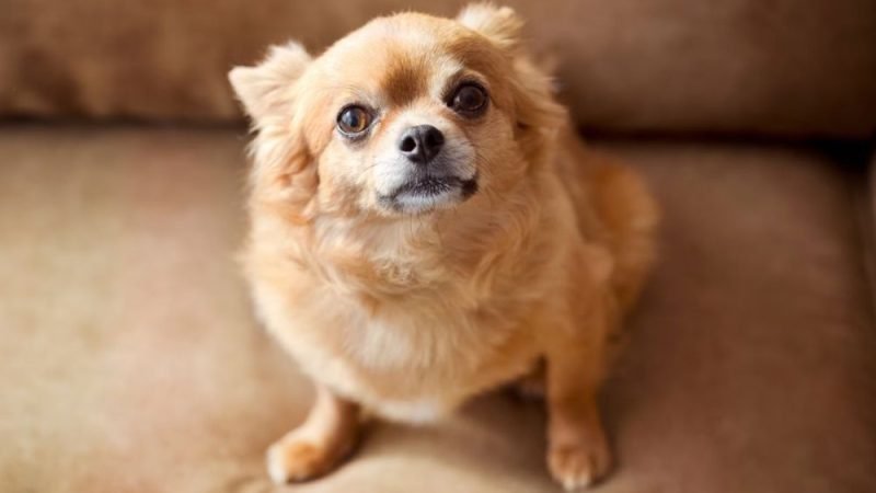 Nanismo: condição também atinge cães; conheça as causas e os cuidados