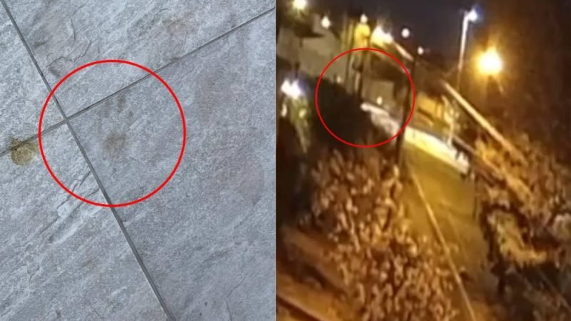 VÍDEO | Onça é avistada no setor Vila Fátima em Jataí; vídeos mostram pegadas e possível deslocamento do animal