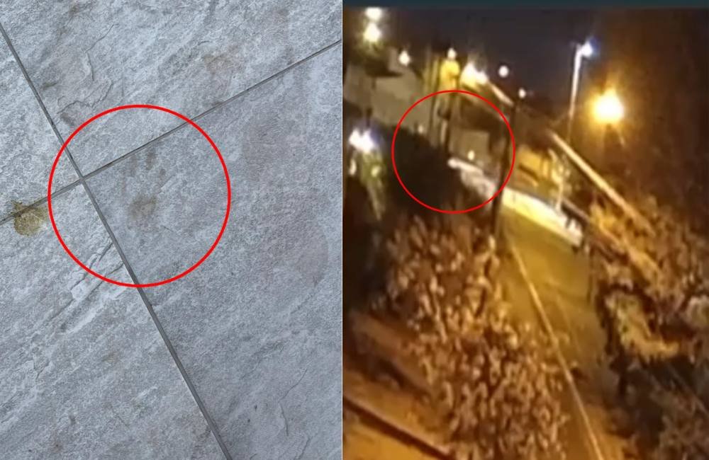 VÍDEO | Onça é avistada no setor Vila Fátima em Jataí; vídeos mostram pegadas e possível deslocamento do animal