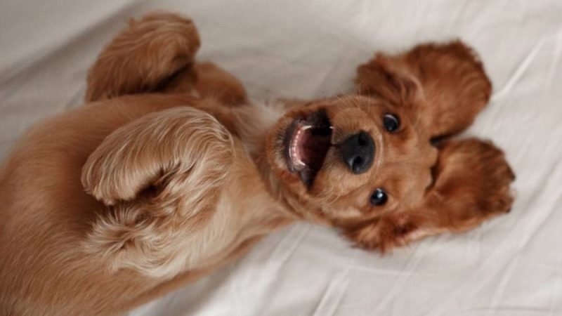 Saúde canina: como a beterraba pode ser aliada na alimentação dos pets
