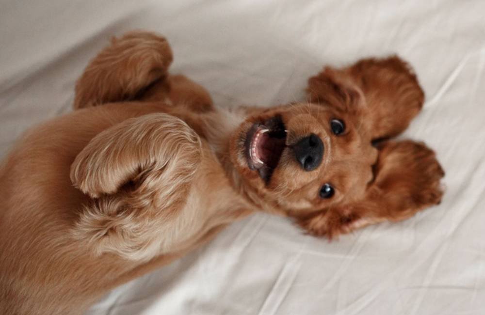 Saúde canina: como a beterraba pode ser aliada na alimentação dos pets