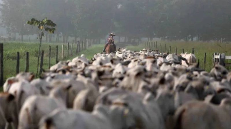Brasil tem mais bois do que gente: pecuária bate recordes em 2024, aponta IBGE
