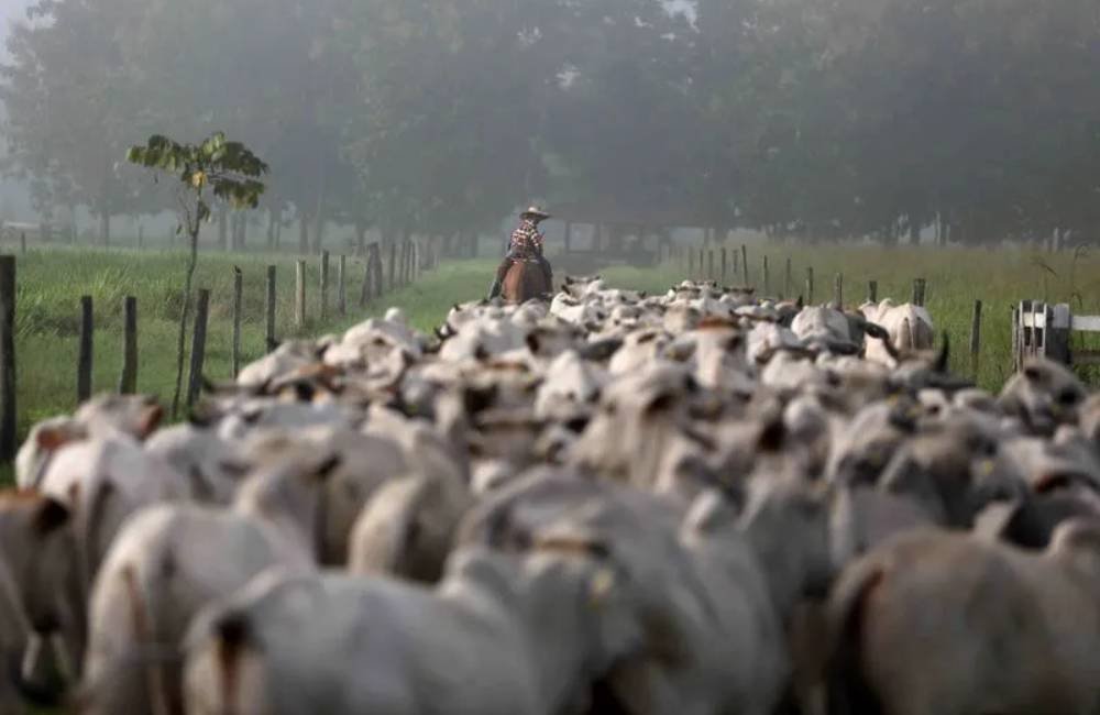 Brasil tem mais bois do que gente: pecuária bate recordes em 2024, aponta IBGE