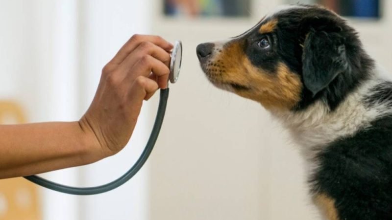 Câmara aprova projeto que criminaliza exercício ilegal da medicina veterinária com penas de até 30 anos