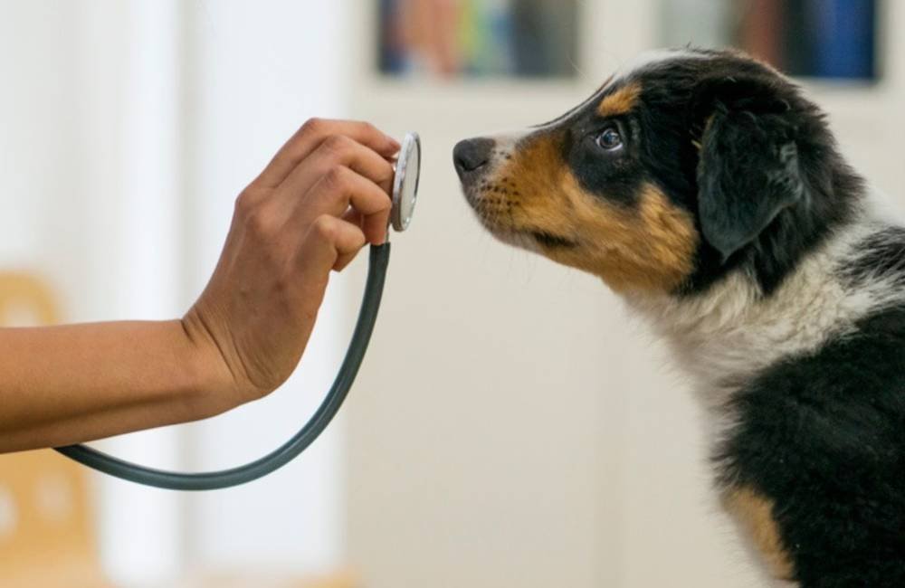 Câmara aprova projeto que criminaliza exercício ilegal da medicina veterinária com penas de até 30 anos