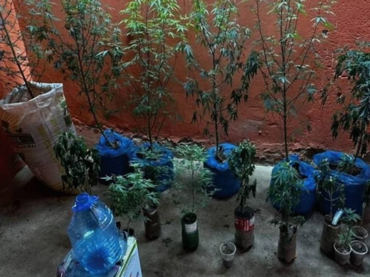 Estufa de maconha com sistema sofisticado é flagrada pela polícia em Uruana