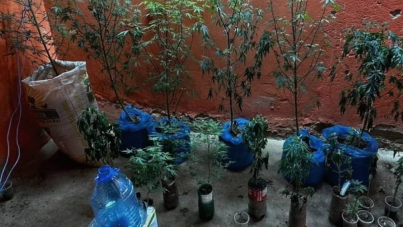Estufa de maconha com sistema sofisticado é flagrada pela polícia em Uruana