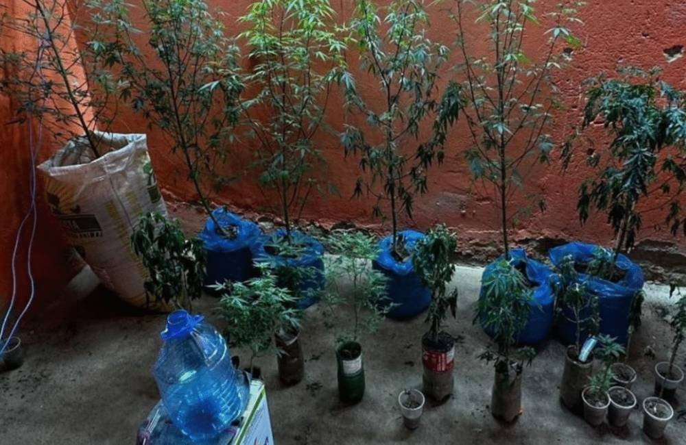 Estufa de maconha com sistema sofisticado é flagrada pela polícia em Uruana