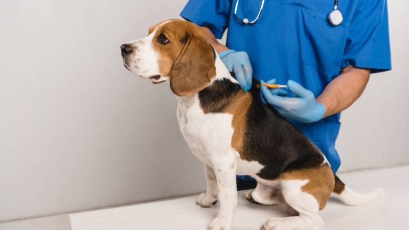 Microchipagem gratuita para cães e gatos será oferecida em Jataí durante o Dia D da Vacinação Antirrábica