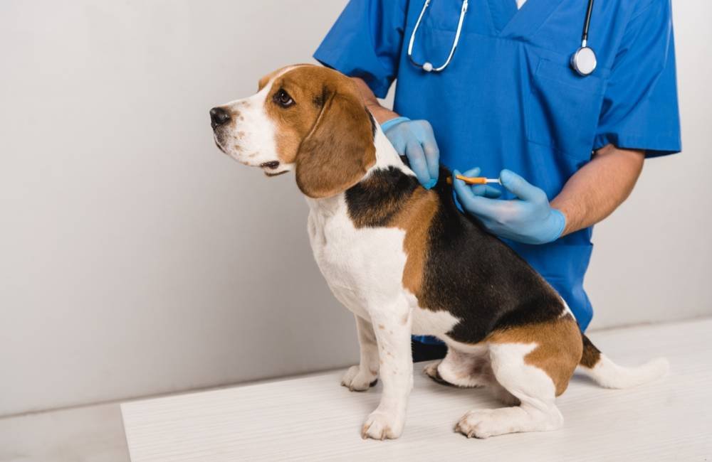 Microchipagem gratuita para cães e gatos será oferecida em Jataí durante o Dia D da Vacinação Antirrábica