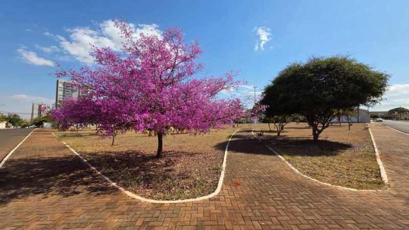 Primavera começa hoje no Brasil com previsão de chuvas e mudanças no clima em Goiás