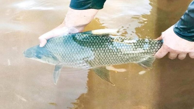 Contaminação alarmante: substância usada no tratamento de água é achada em peixes de Goiás