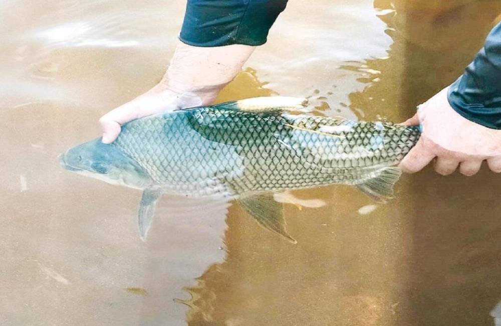 Contaminação alarmante: substância usada no tratamento de água é achada em peixes de Goiás