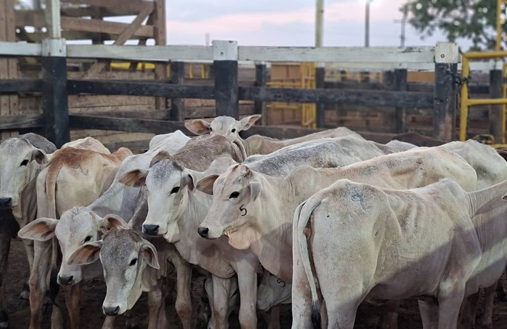 Leite cru pode esconder perigo invisível: Agrodefesa e SES alertam para casos de brucelose em Goiás