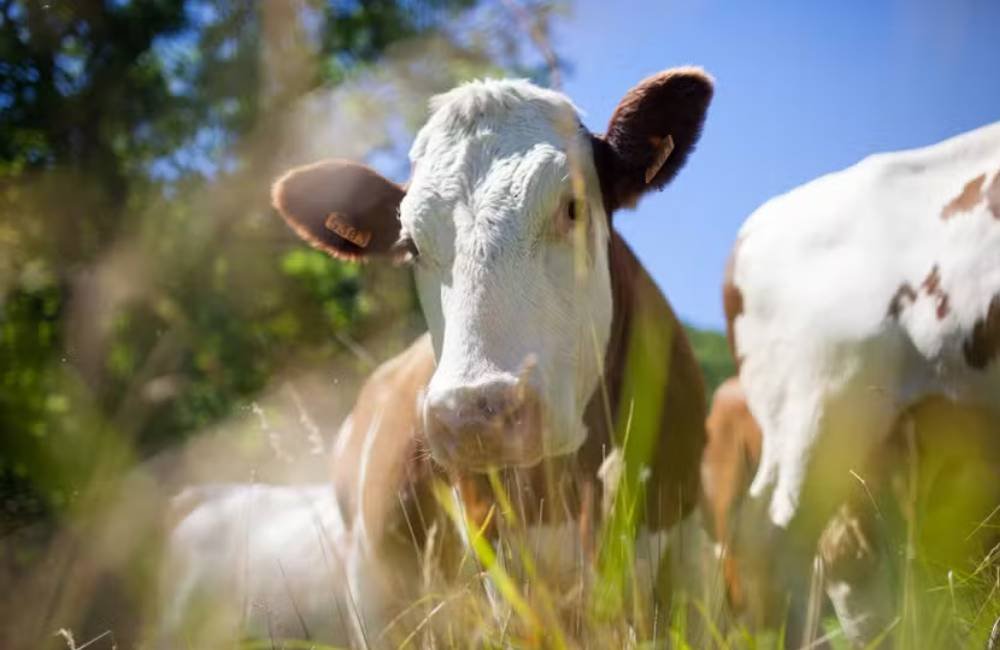 Nova variante da gripe detectada na China gera alerta global