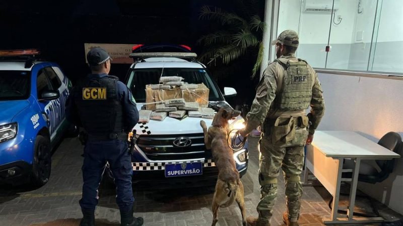 PRF e GCM apreendem cerca de 30 kg de skunk