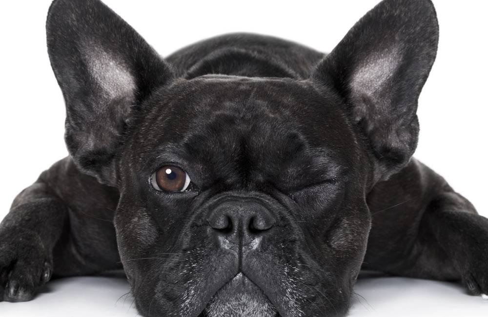 Sem quintal? Estas raças de cachorro são perfeitas para você