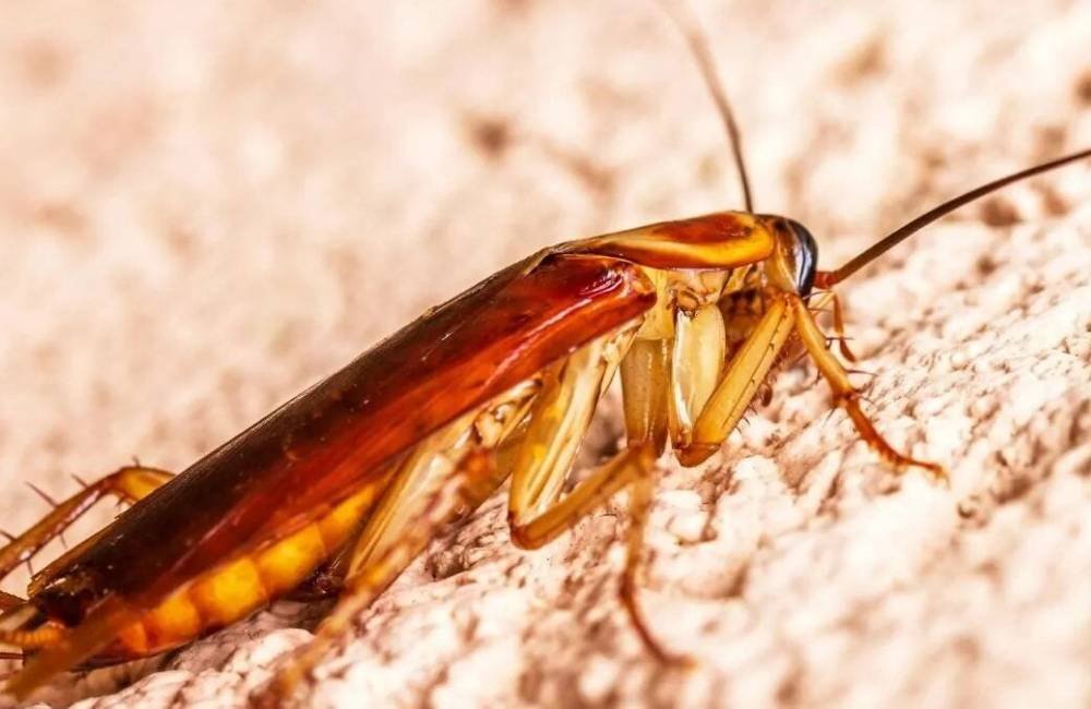 Tentativa de matar barata com fogo causa tragédia e deixa vítimas
