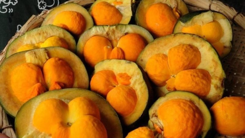 Após polêmica, empresa de ônibus em Goiás volta atrás e libera transporte de pequi