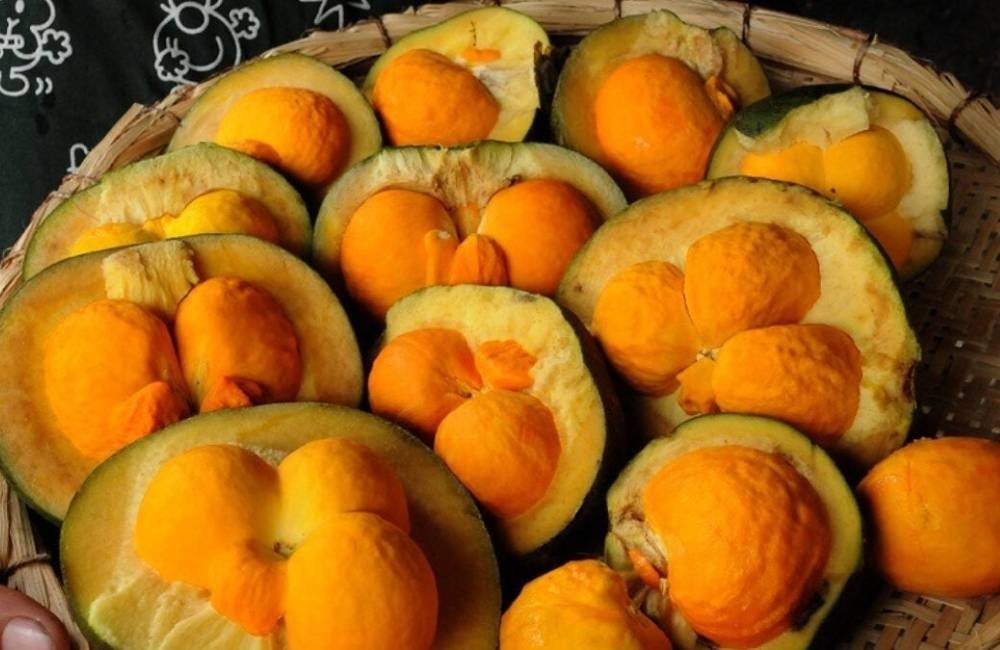 Após polêmica, empresa de ônibus em Goiás volta atrás e libera transporte de pequi