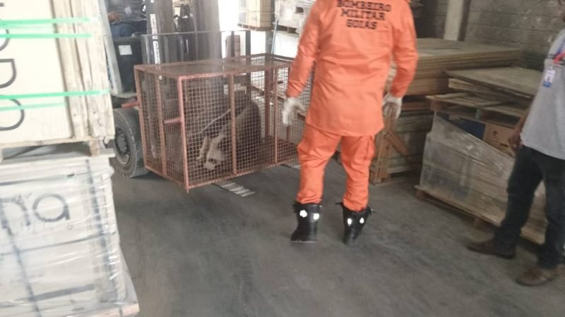 Bombeiros realizam resgate de tamanduá-bandeira em depósito comercial