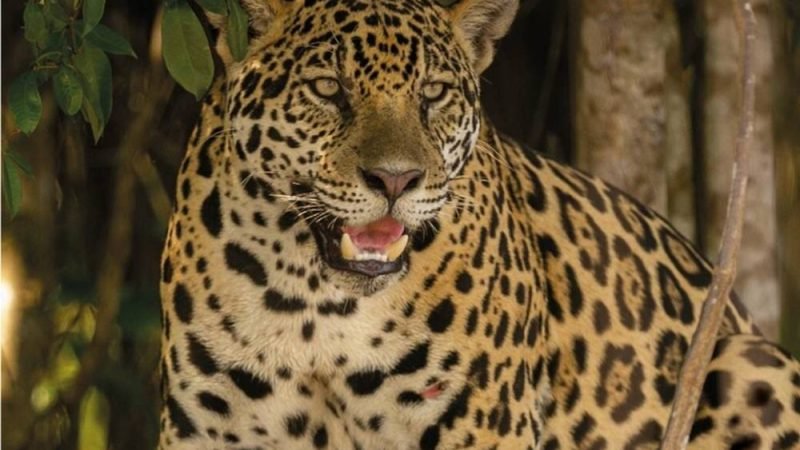 Dupla que matou dezenas de onças por dinheiro é capturada em operação em Goiás