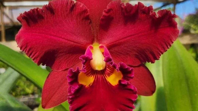 Feira de Orquídeas movimenta Jataí neste fim de semana com exposição e venda de plantas raras