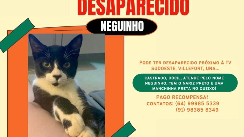URGENTE | Gato desaparece próximo à TV Sudoeste e tutores oferecem recompensa