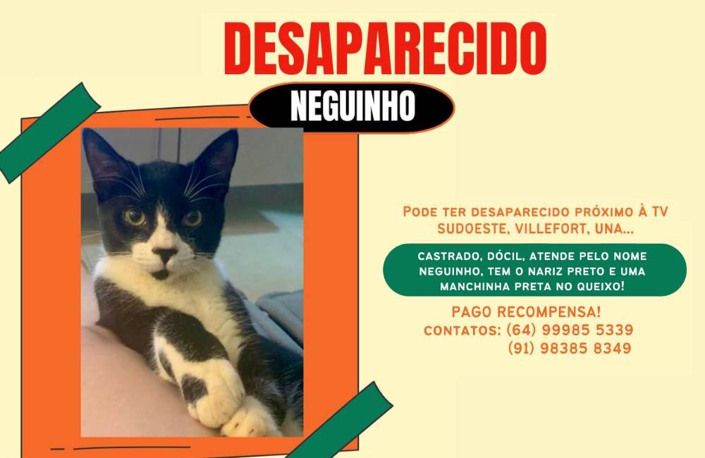 URGENTE | Gato desaparece próximo à TV Sudoeste e tutores oferecem recompensa