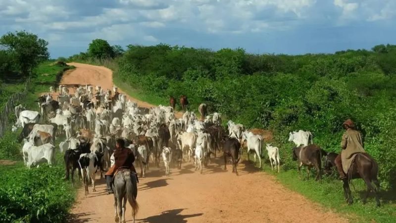 Goiás dispara na pecuária e registra maior faturamento da história com R$ 20,4 bilhões