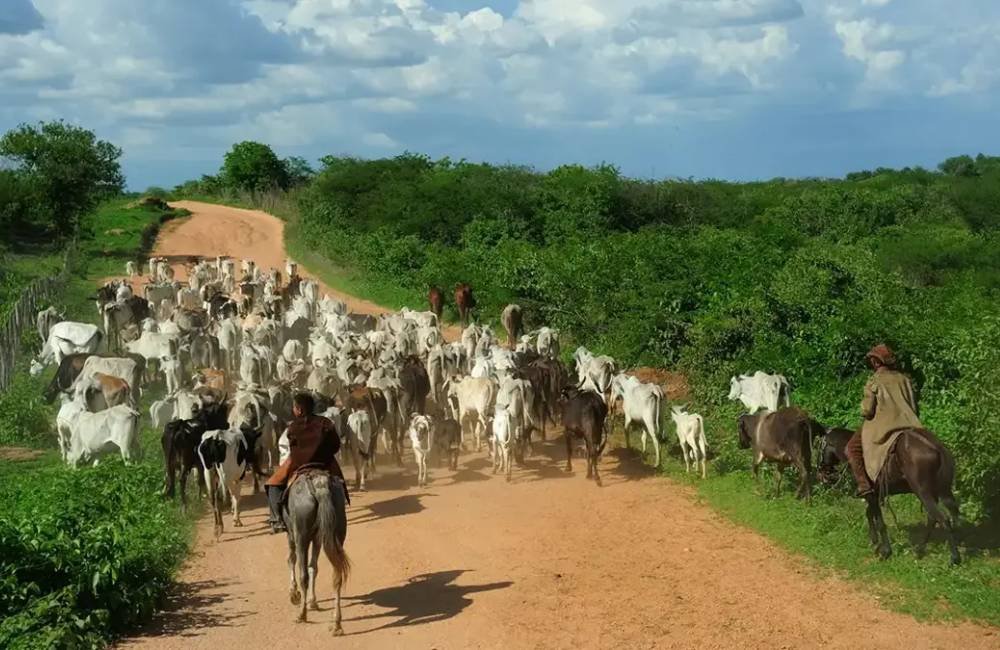 Goiás dispara na pecuária e registra maior faturamento da história com R$ 20,4 bilhões