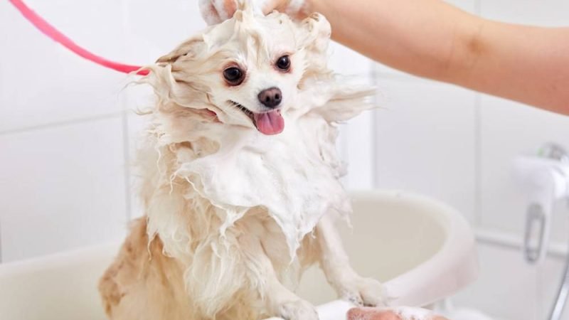 Instituto INVEPA abre curso básico de banho e tosa com vagas limitadas em Jataí