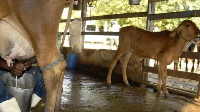 Leite importado chega ao Brasil até 23% mais barato e aponta risco de prejuízo aos produtores