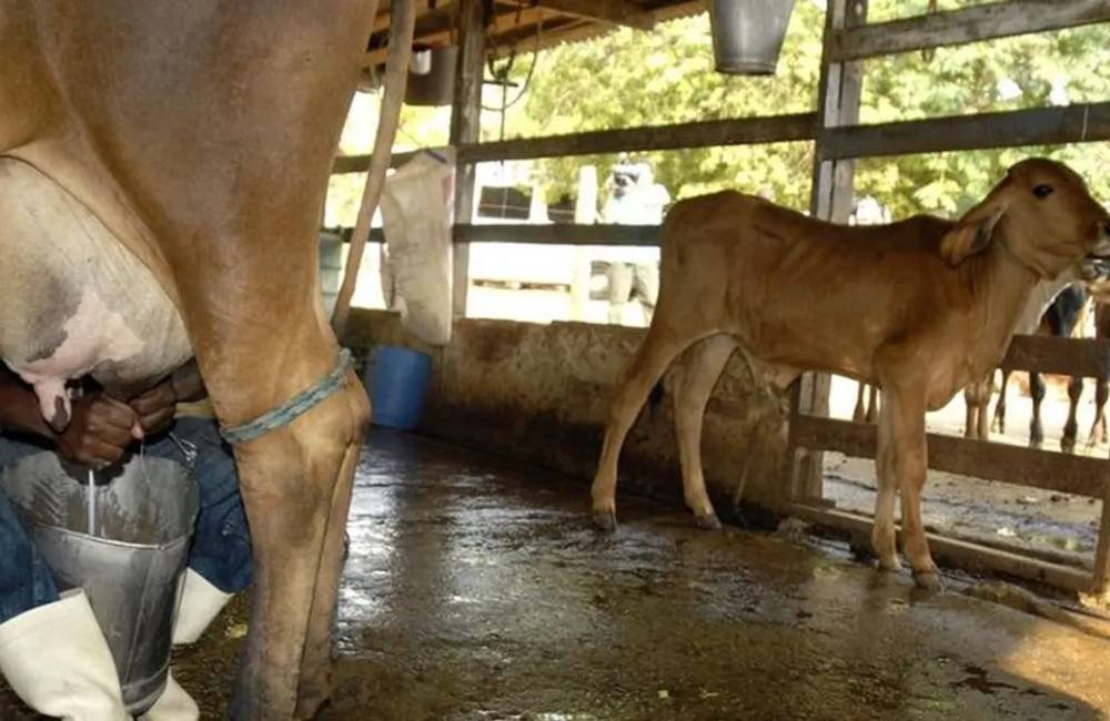 Leite importado chega ao Brasil até 23% mais barato e aponta risco de prejuízo aos produtores
