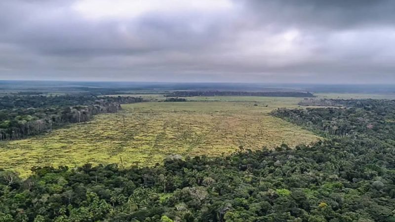 STF congela todos os processos sobre a Moratória da Soja