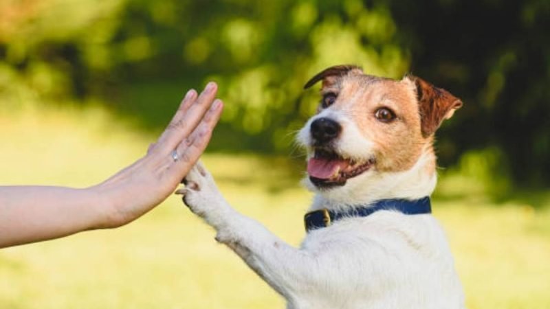 Sabia que pode prolongar a vida do seu pet? Veja as dicas