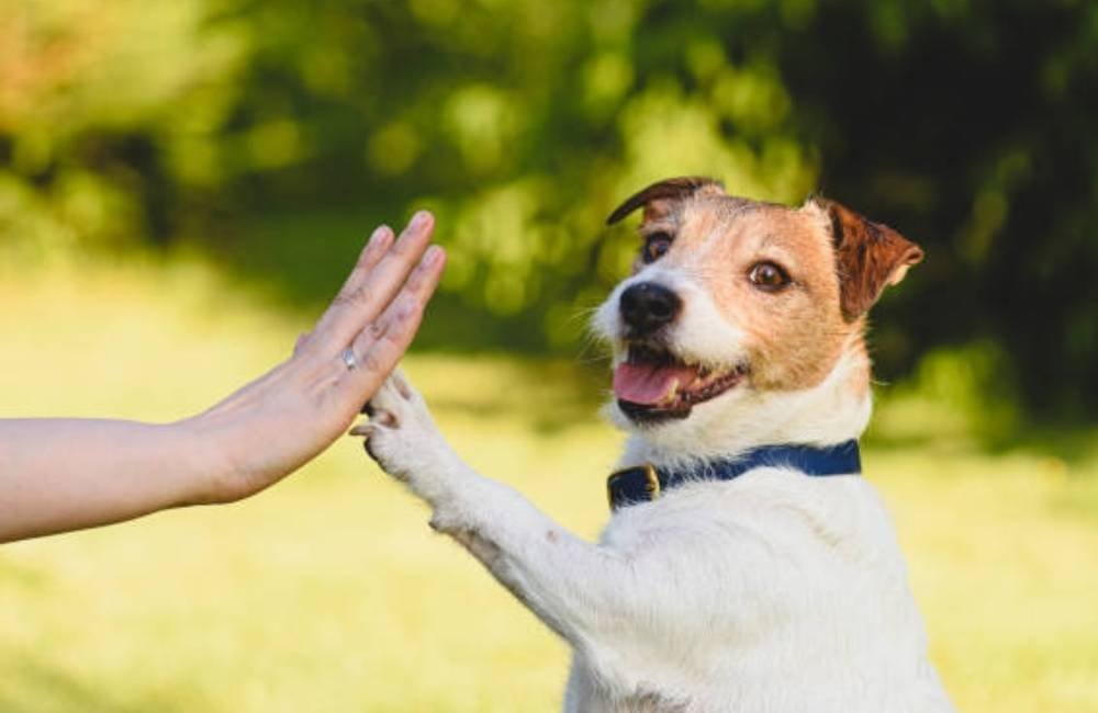 Sabia que pode prolongar a vida do seu pet? Veja as dicas