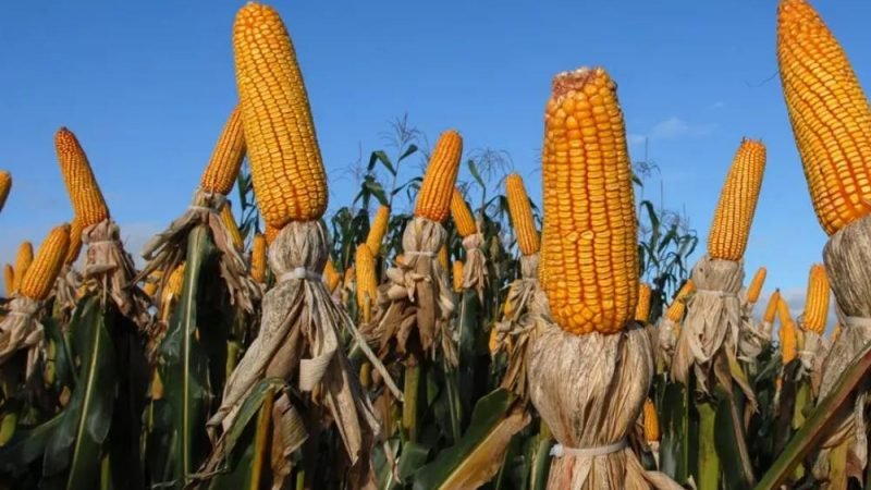 Uso de milho para etanol em Goiás deve crescer 266% em menos de uma década