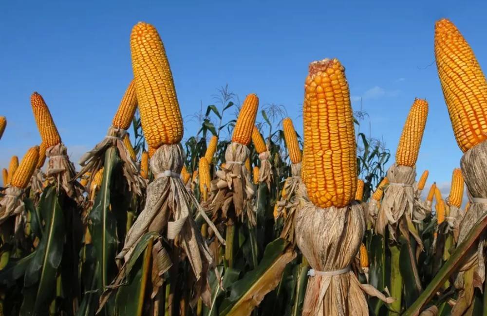 Uso de milho para etanol em Goiás deve crescer 266% em menos de uma década