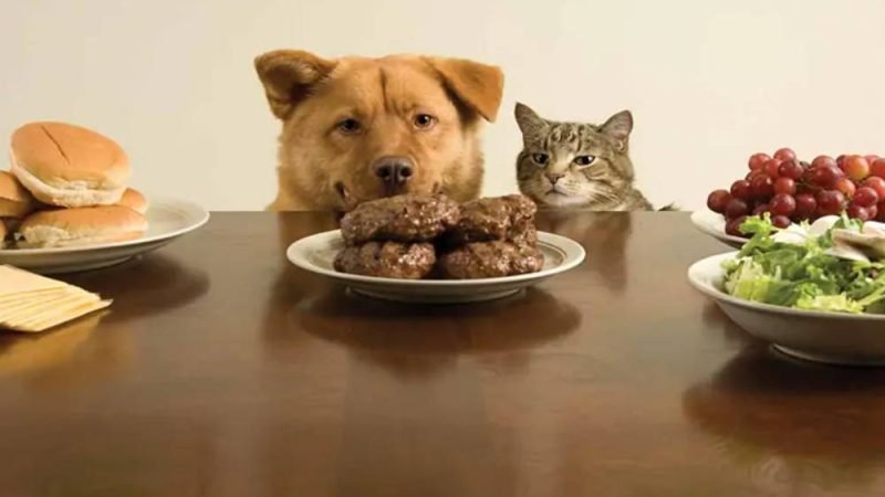 Você sabe o que é proibido na dieta do seu pet? Confira