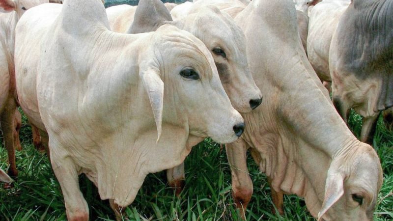 Agrodefesa emite Alerta para o Prazo Final da Declaração de Rebanho