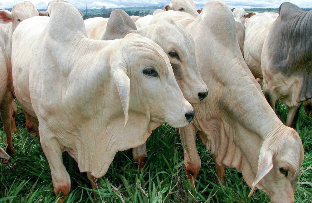 Agrodefesa emite Alerta para o Prazo Final da Declaração de Rebanho