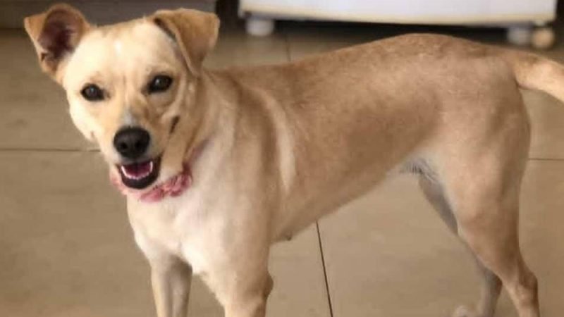 Cachorrinha desaparece no Centro de Jataí e tutores oferecem recompensa