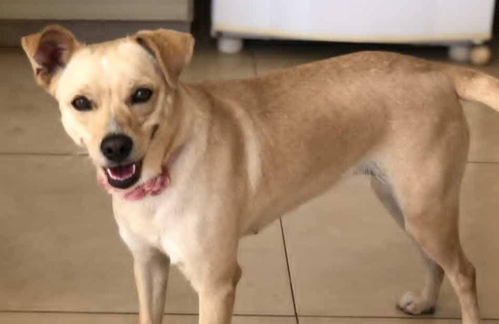Cachorrinha desaparece no Centro de Jataí e tutores oferecem recompensa